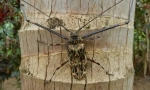 Brazilsko dugog nogu harlekin